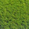 Oxford Artificial Grass