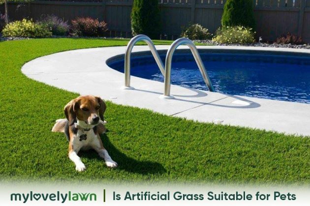 artificial grass for dogs