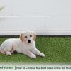 How to Choose the Best Fake Grass for Your Dogs & Pets?