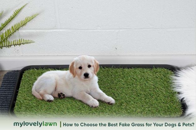 How to Choose the Best Fake Grass for Your Dogs & Pets?